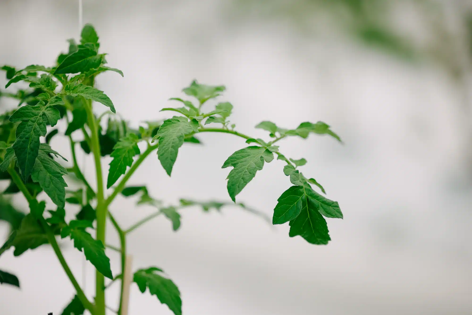 Selected RegEnergy Fonden