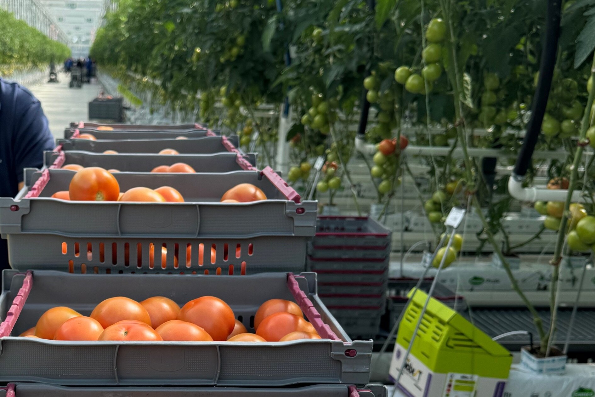 De første tomater er høstet